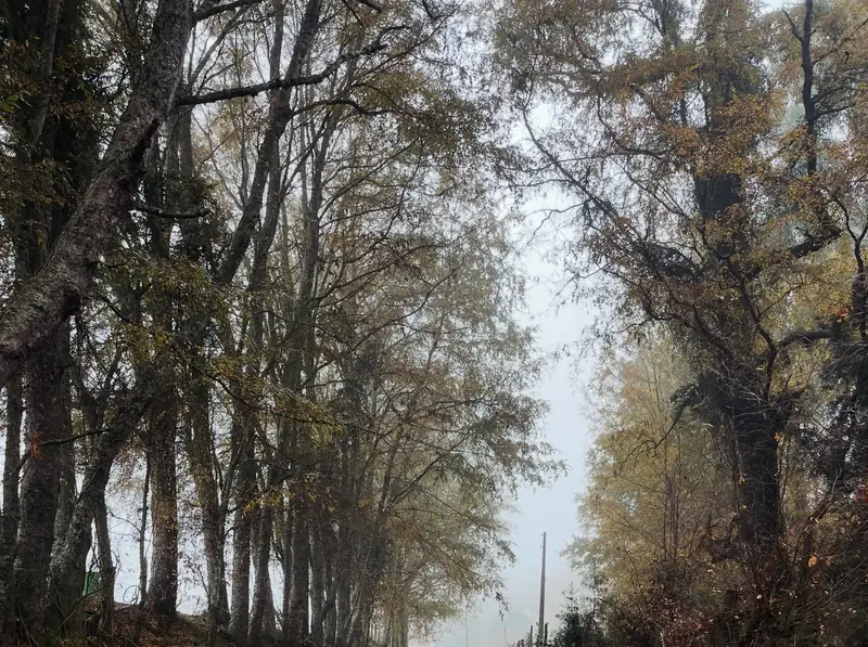 Camino rural con árboles en otoño en Pichiquema, Paillaco